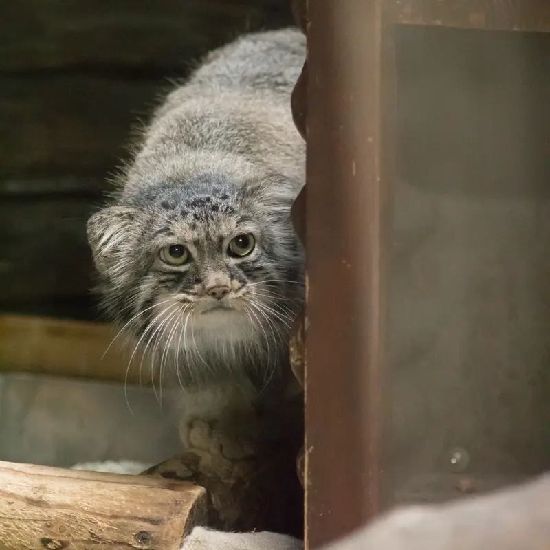 A photograph of Shafran in Ueno Zoological Gardens