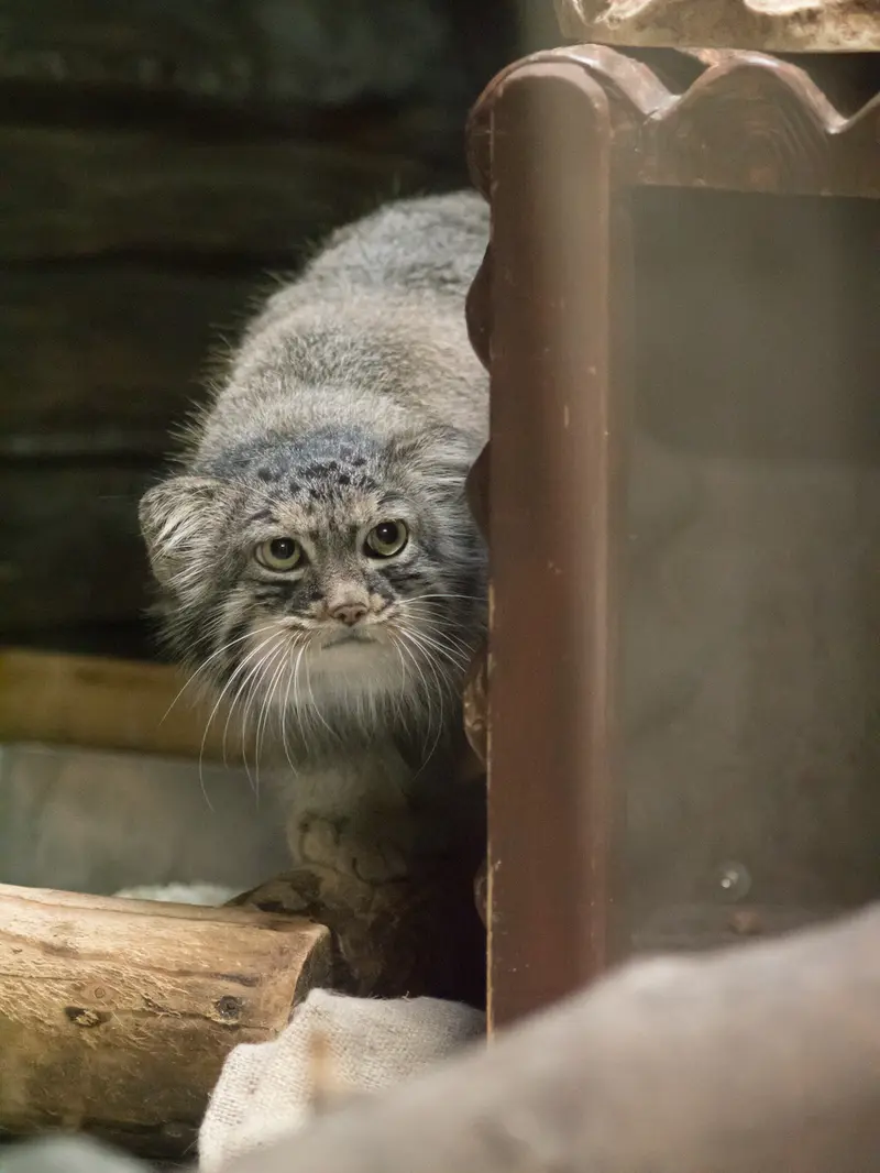 A photograph of Shafran in Ueno Zoological Gardens