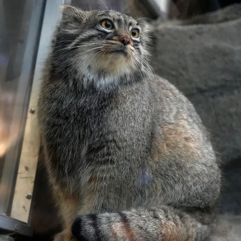A photograph of Mei in Kobe Animal Kingdom