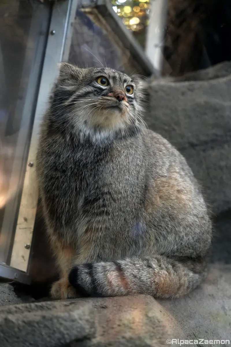 A photograph of Mei in Kobe Animal Kingdom