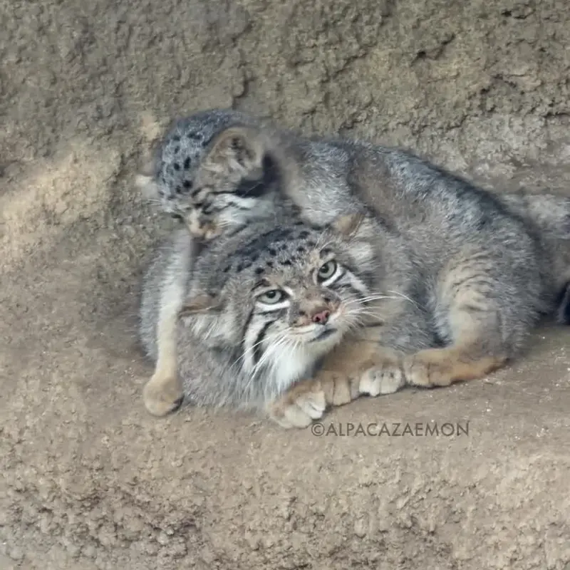 A photograph of a Pallas's cat in Kobe Animal Kingdom
