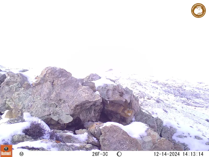 A photograph of Pika from Besshoky 1 camera trap