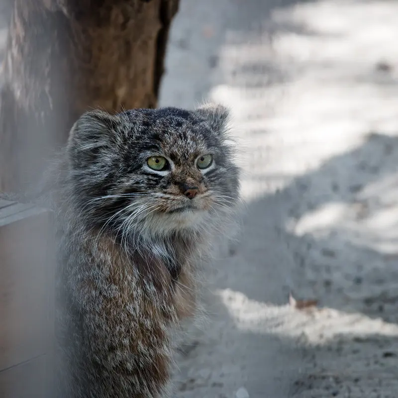 A photograph of Bandit in Novosibirsk Zoo