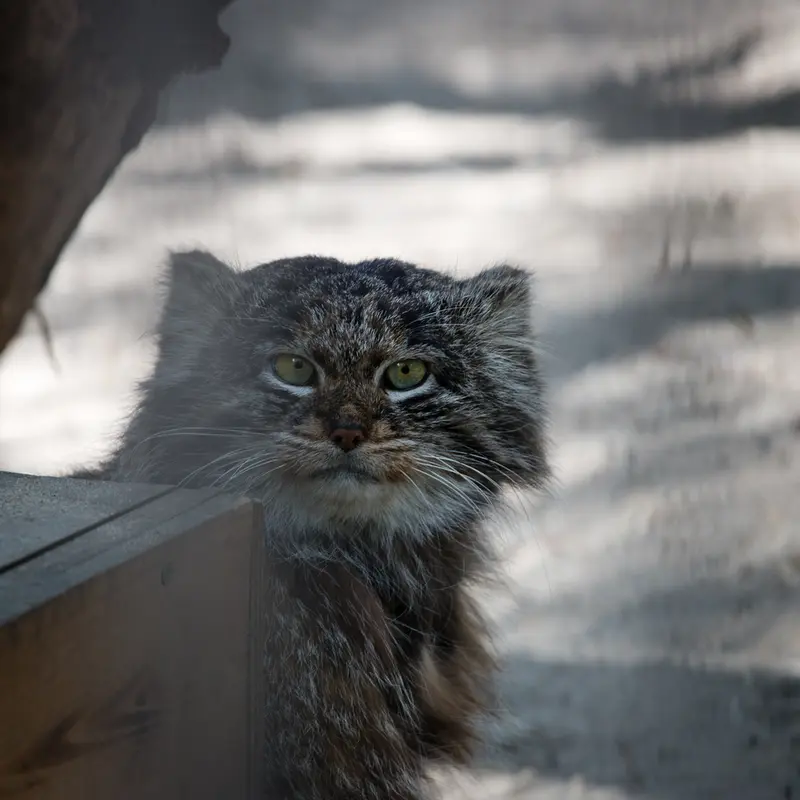 A photograph of Bandit in Novosibirsk Zoo