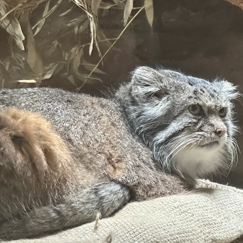 A photograph of a Pallas's cat