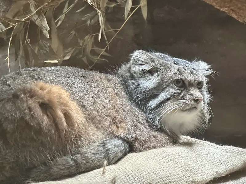 A photograph of a Pallas's cat