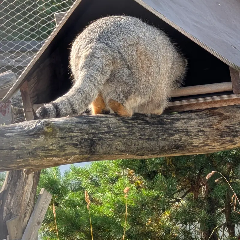 A photograph of Mimi in Korkeasaari Zoo