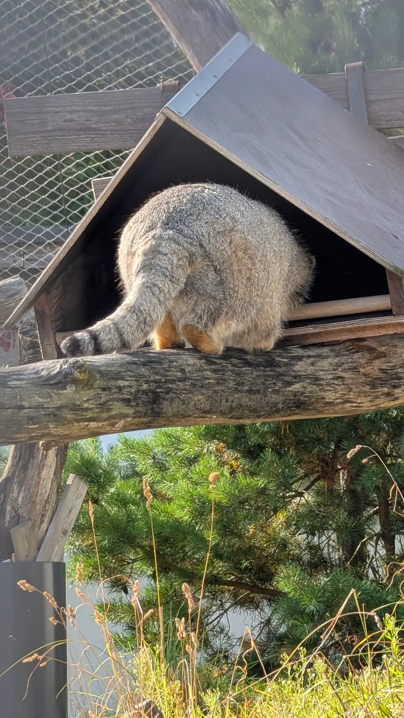 A photograph of Mimi in Korkeasaari Zoo