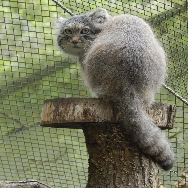 A photograph of Altai in Tregomeur Zoo