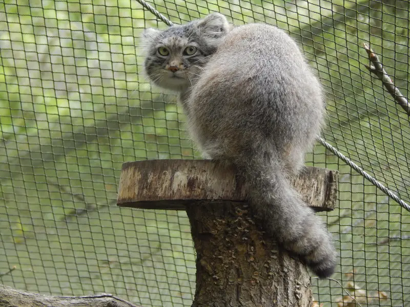 A photograph of Altai in Tregomeur Zoo