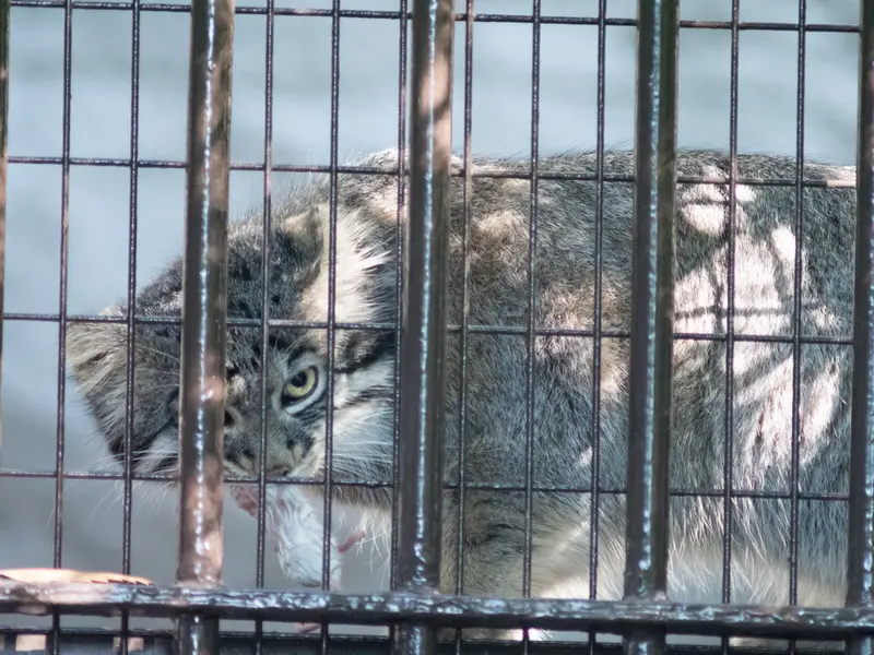 A photograph of Figa in Nogeyama Zoo