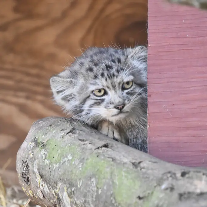 A photograph of a Pallas's cat in Banham Zoo