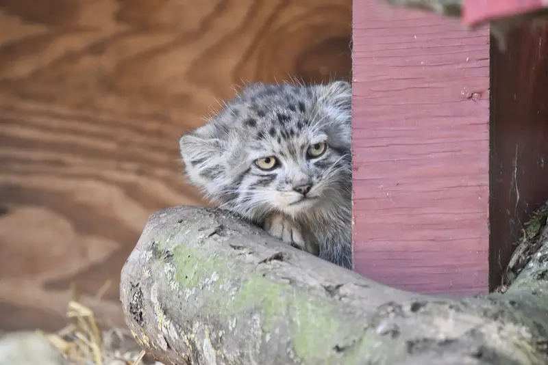 A photograph of a Pallas's cat in Banham Zoo