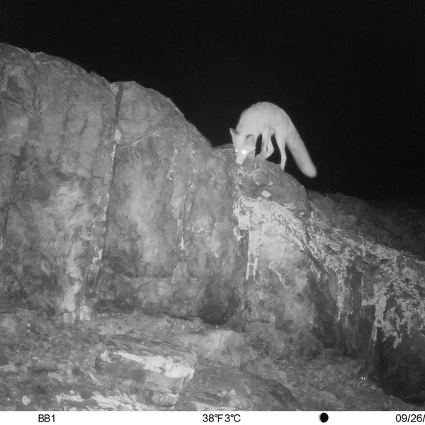 A photograph of Red fox from Aktas-Kunkora camera trap