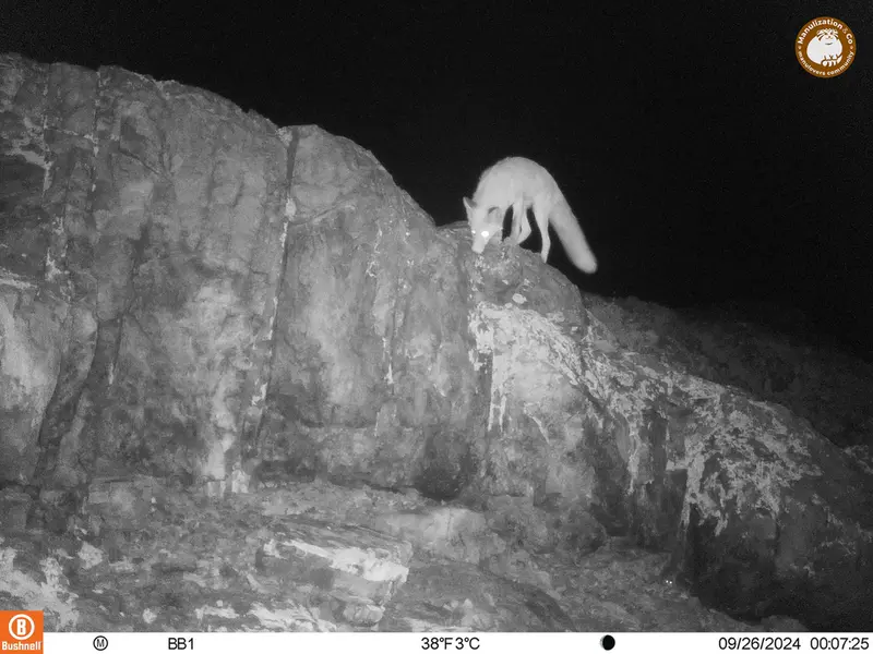 A photograph of Red fox from Aktas-Kunkora camera trap