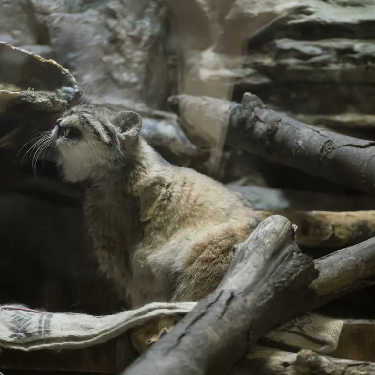 A photograph of Primula in Ueno Zoological Gardens