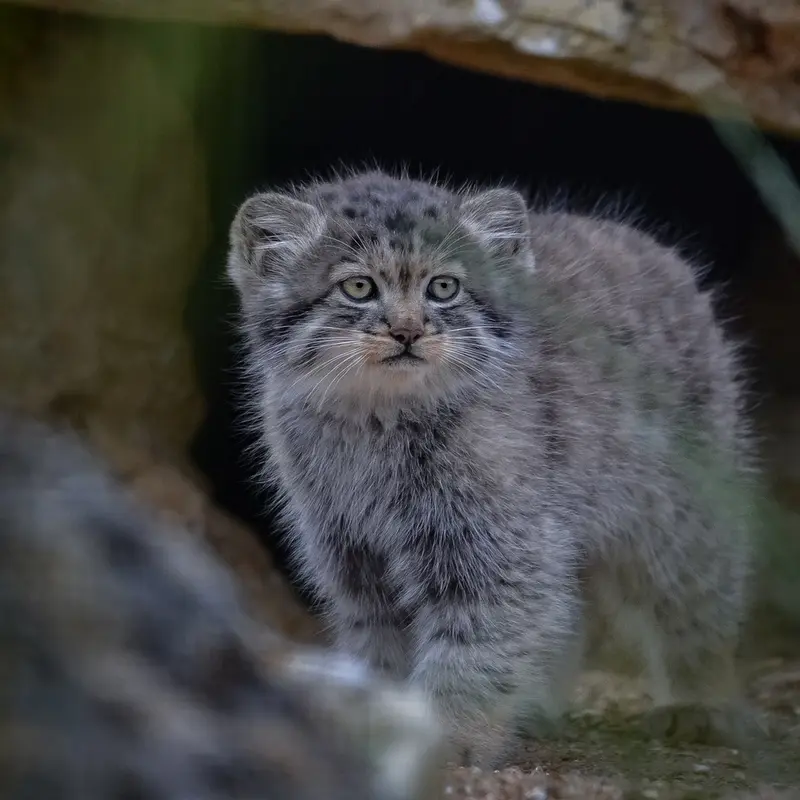 A photograph of a Pallas's cat in Port Lympne Wild Animal Park