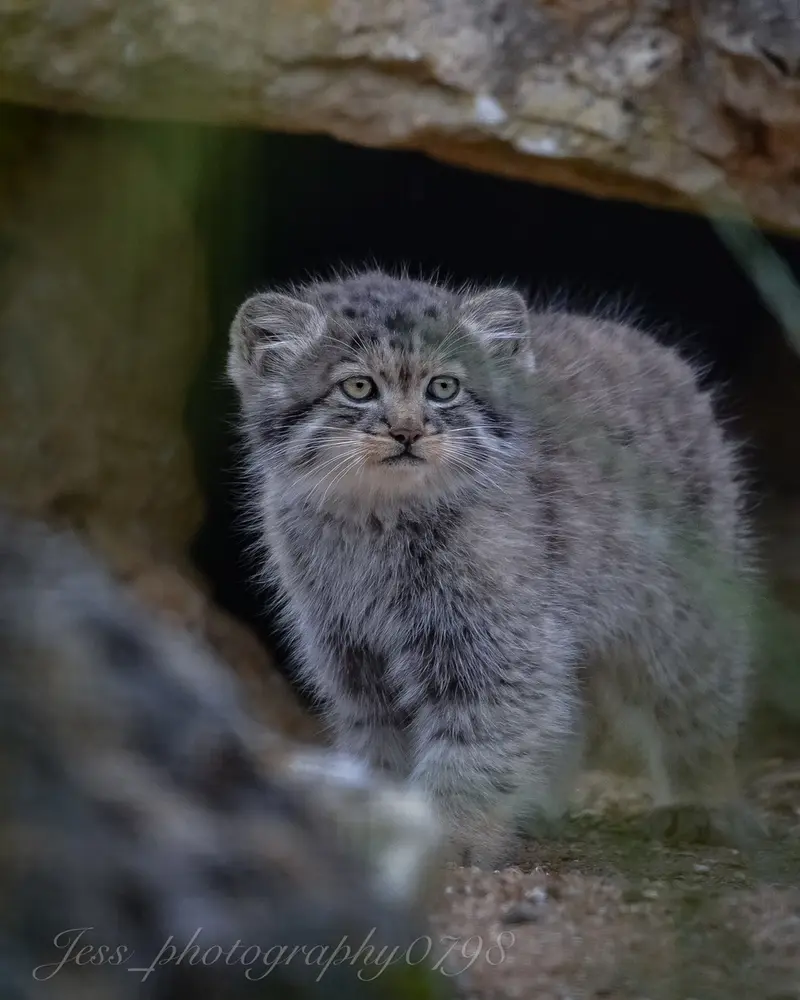 A photograph of a Pallas's cat in Port Lympne Wild Animal Park