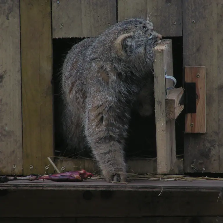 A photograph of Altai in The Lakeland Wildlife Oasis
