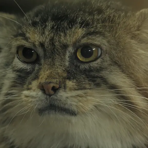 A photograph of a Pallas's cat in Ueno Zoological Gardens