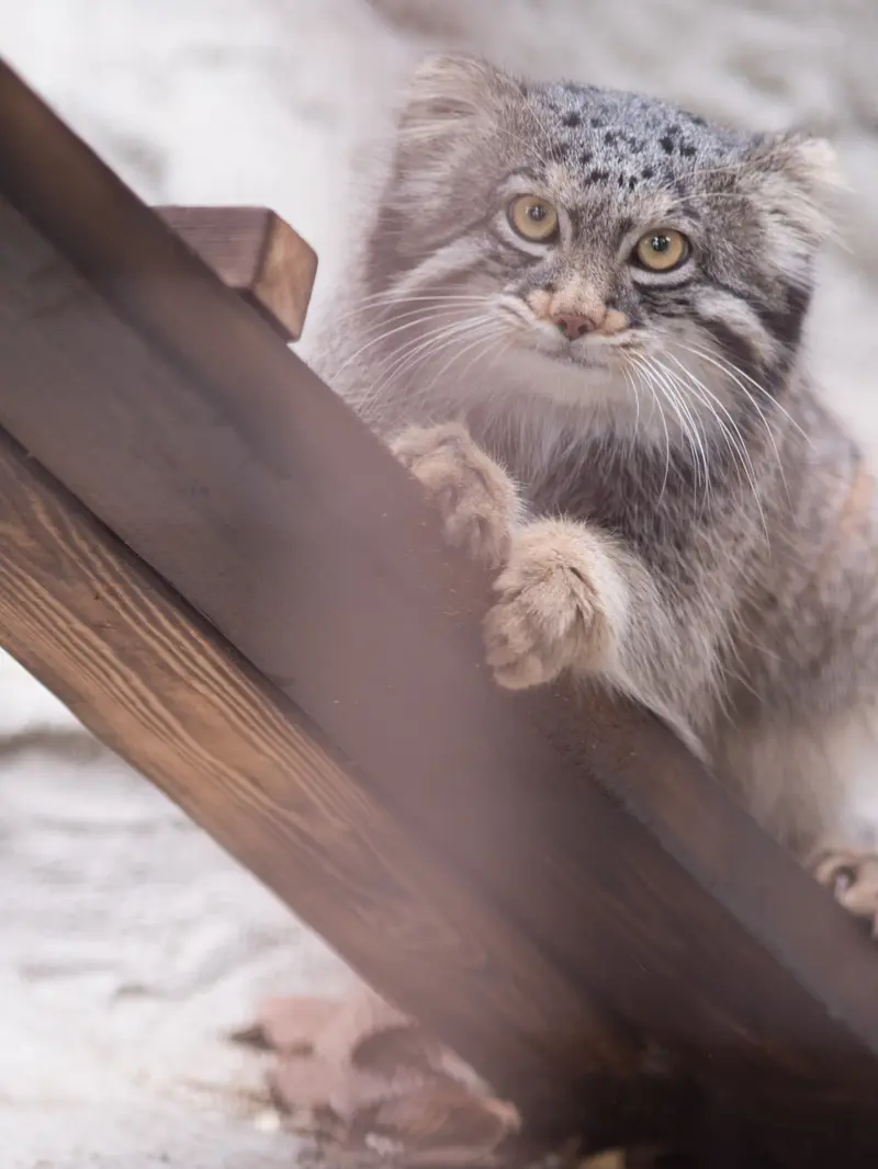 A photograph of Figa in Nogeyama Zoo