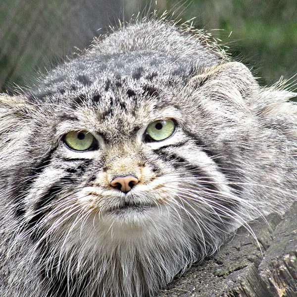 A photograph of Dima in Novosibirsk Zoo