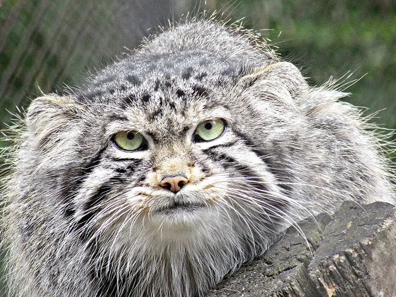 A photograph of Dima in Novosibirsk Zoo