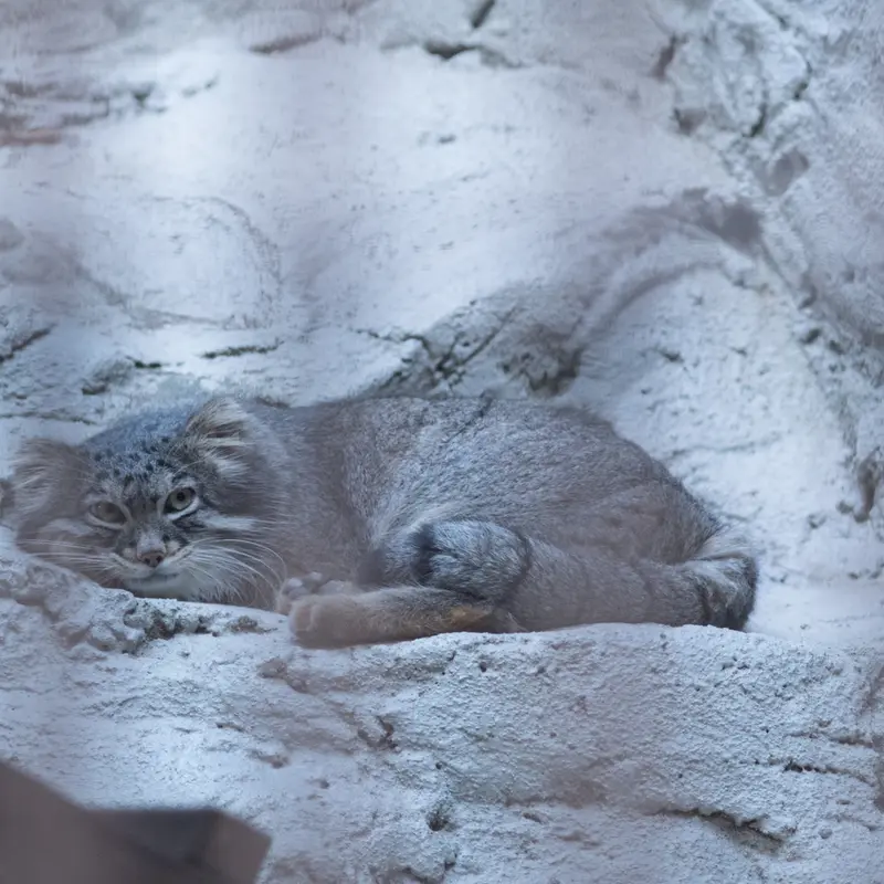 A photograph of Figa in Nogeyama Zoo