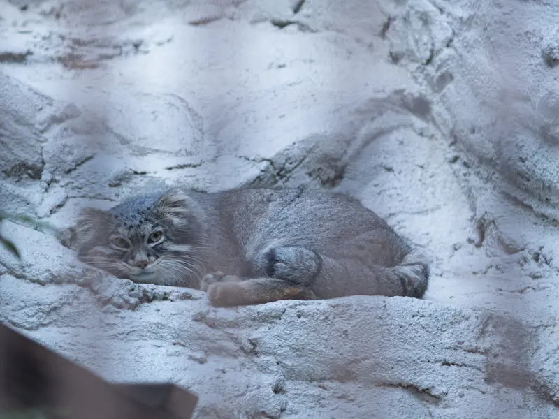 A photograph of Figa in Nogeyama Zoo