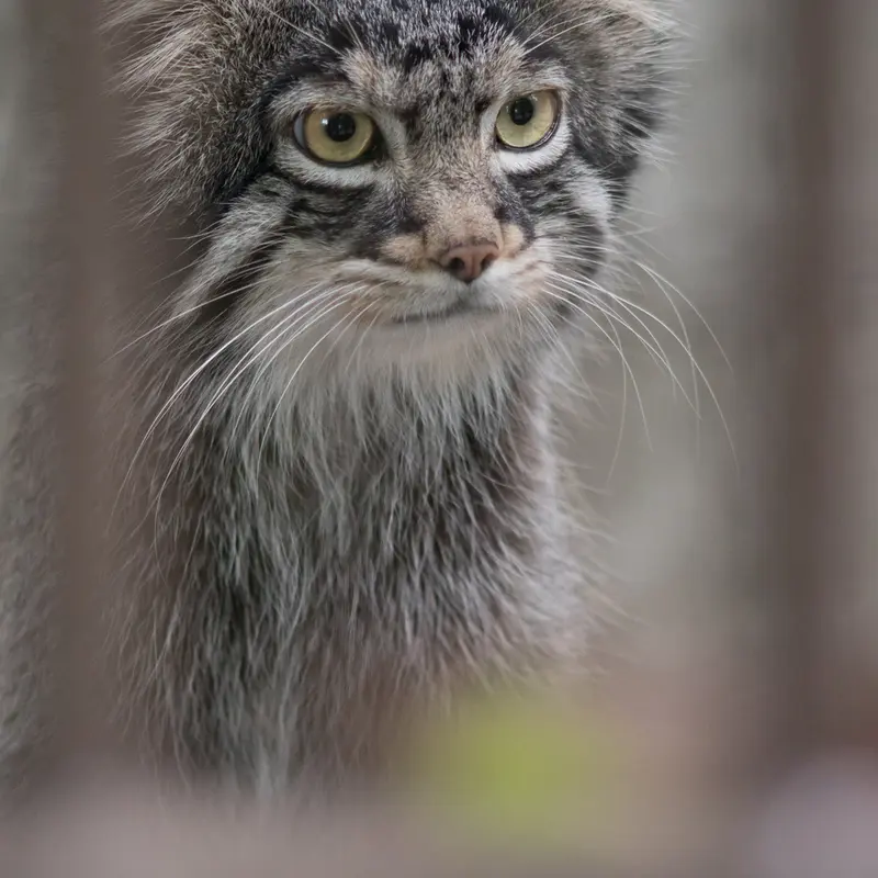 A photograph of Figa in Nogeyama Zoo
