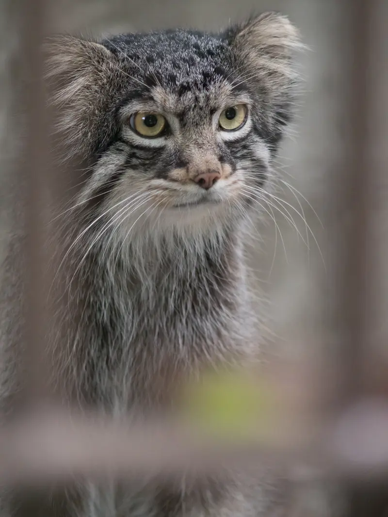 A photograph of Figa in Nogeyama Zoo