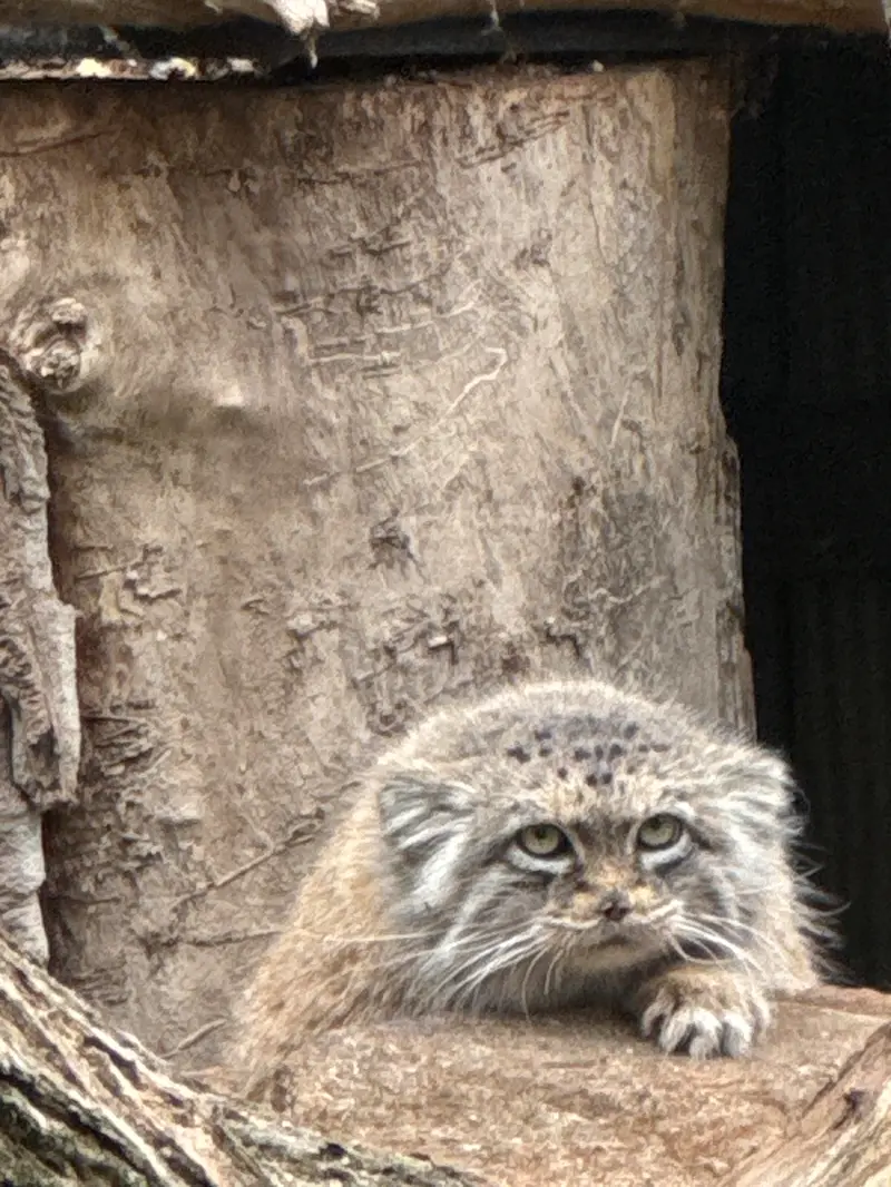 A photograph of Jessie in Warsaw Zoo