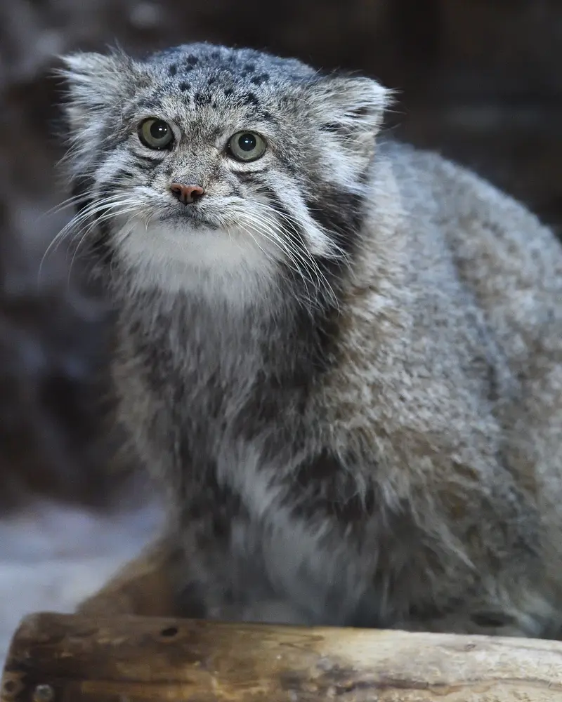 A photograph of Klyon in Ueno Zoological Gardens