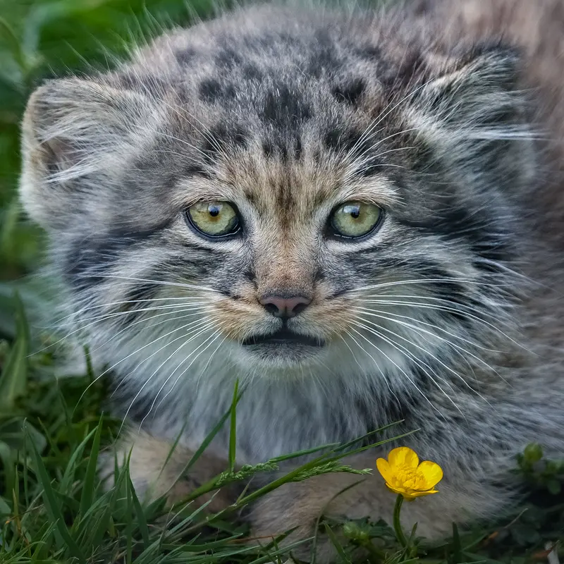 A photograph of a Pallas's cat in Port Lympne Wild Animal Park