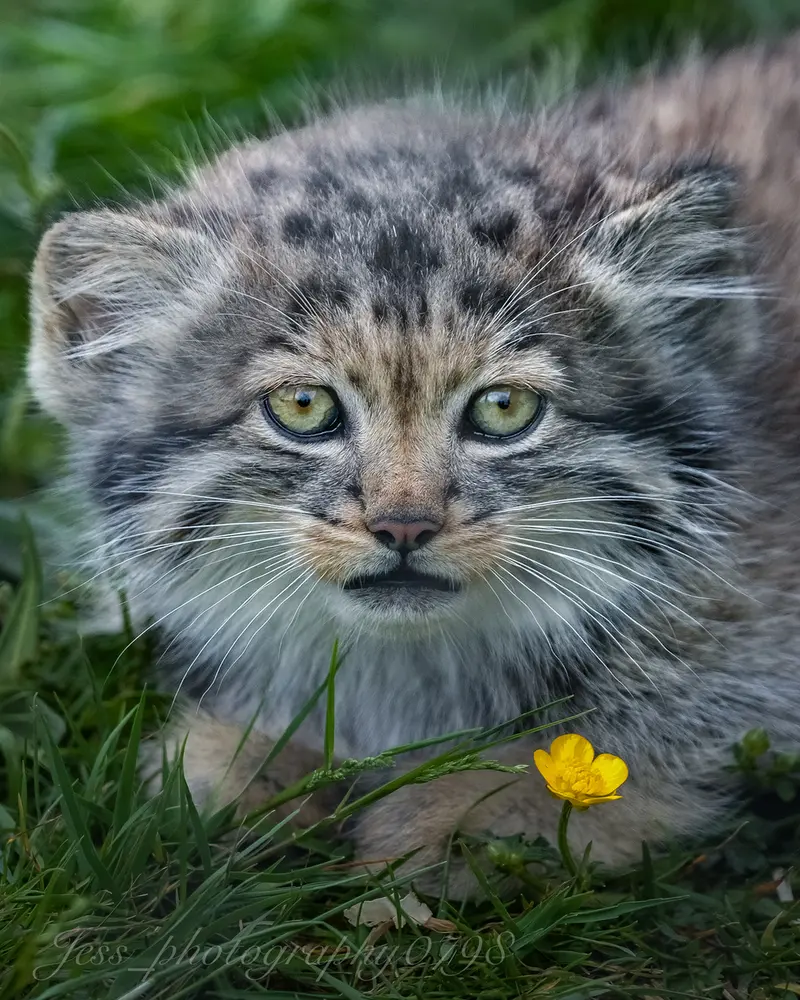 A photograph of a Pallas's cat in Port Lympne Wild Animal Park