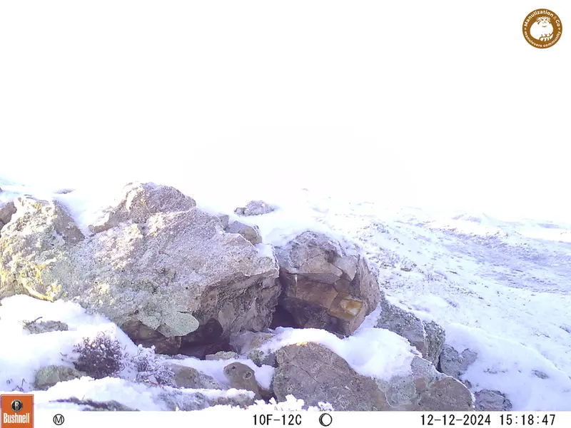 A photograph of Pika from Besshoky 1 camera trap