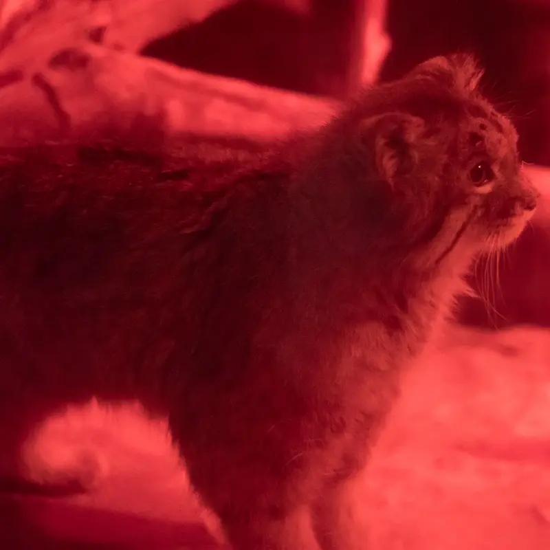 A photograph of Naim in Ueno Zoological Gardens
