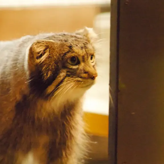 A photograph of a Pallas's cat in Nogeyama Zoo