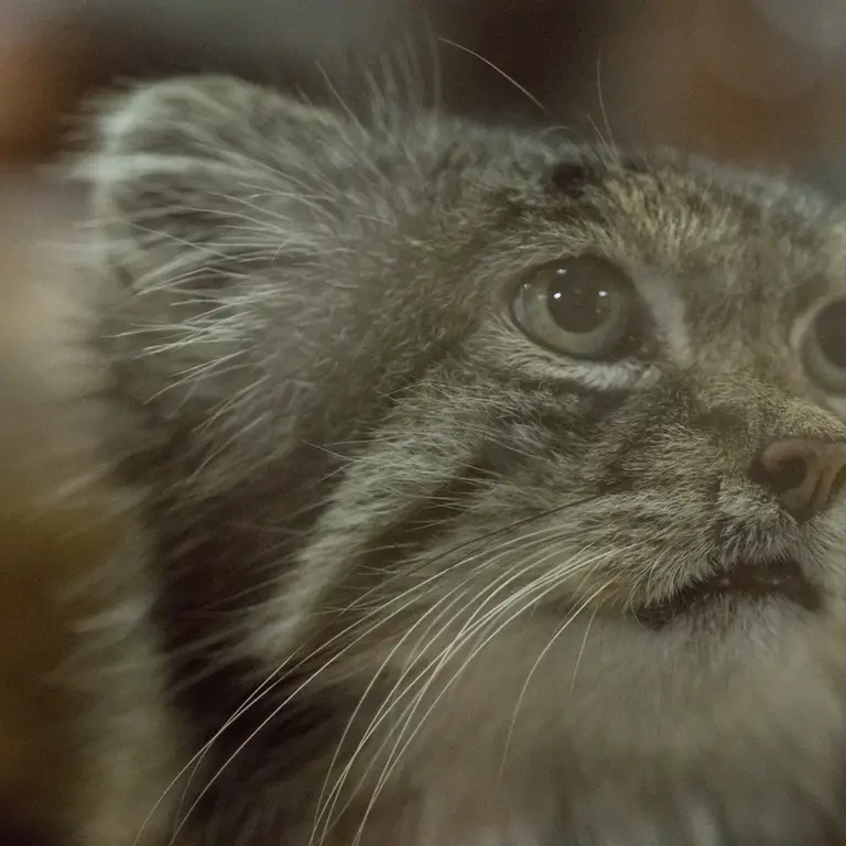 A photograph of Klyon in Ueno Zoological Gardens