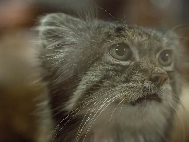 A photograph of Klyon in Ueno Zoological Gardens