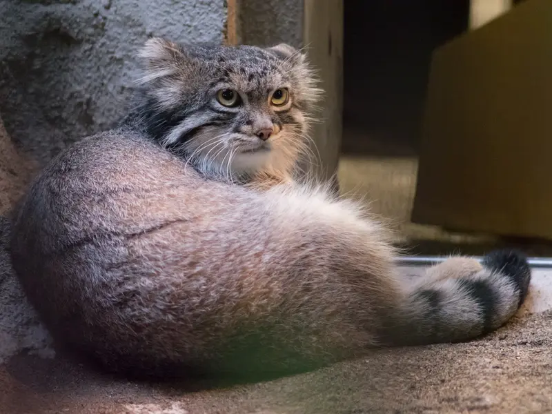 A photograph of Figa in Nogeyama Zoo