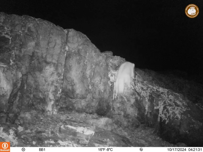 A photograph of Otocolobus manul manul from Aktas-Kunkora camera trap
