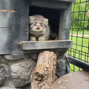 A photograph of a Pallas's cat
