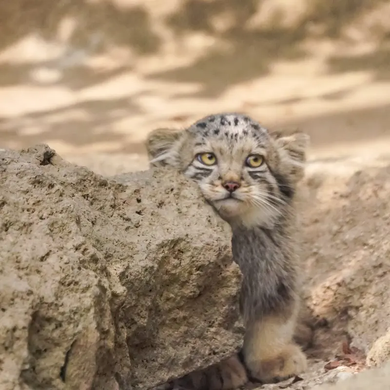 A photograph of San in Kobe Animal Kingdom