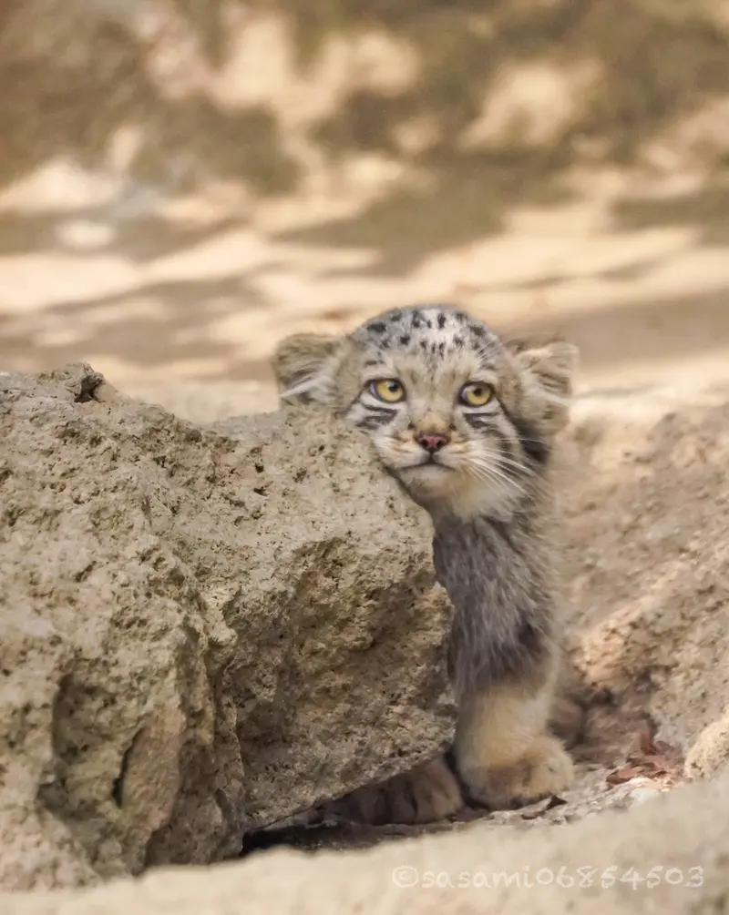 A photograph of San in Kobe Animal Kingdom