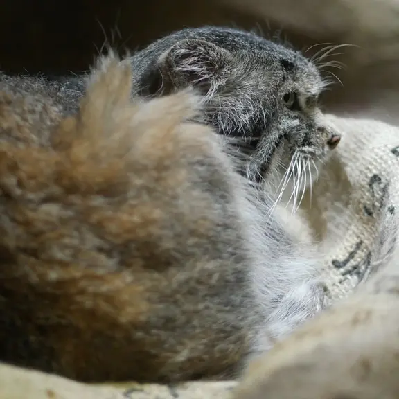 A photograph of a Pallas's cat in Ueno Zoological Gardens