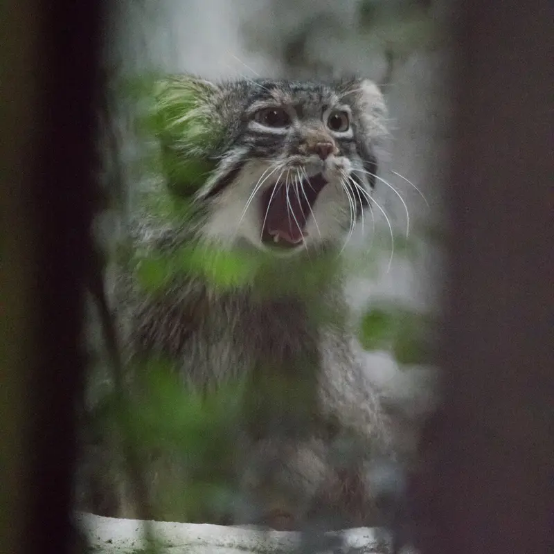 A photograph of Figa in Nogeyama Zoo