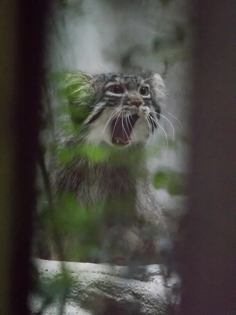 A photograph of Figa in Nogeyama Zoo