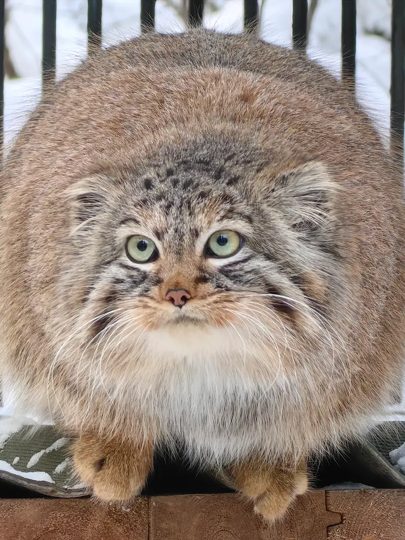 A photograph of Daughter of Lolo 2024 Ⅳ in Novosibirsk Zoo