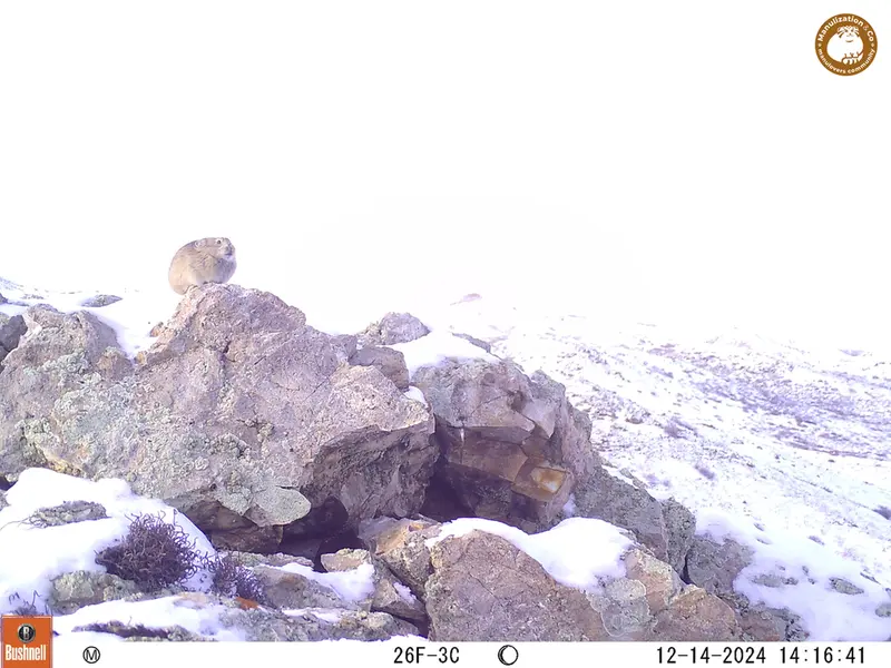 A photograph of Pika from Besshoky 1 camera trap